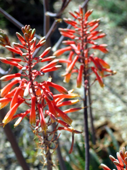 A red, orange, and yellow desert flower.
