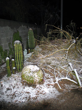 This photo has several different types of cactus and other desert plants, with snow.
