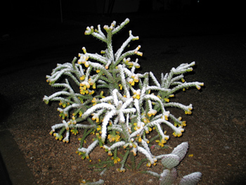 This cholla cactus has taken the worst that a snowy winter could dish out and emerged victorious!