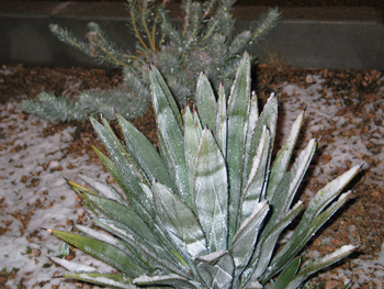 This snow-dusted agave lives in Tucson, Arizona