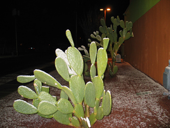 A prickly pear cactus with just light smattering of snow in Tucson, Arizona.