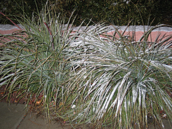 This pair of yucca are feeling the effects of a rare snowstorm in Tucson, Arizona.